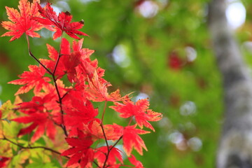 紅葉
