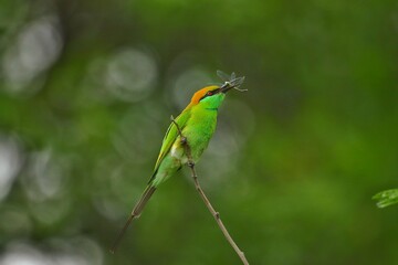 green bee eater