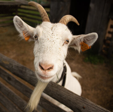 Close-up photo of a white goat