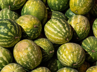 green watermelons at the agricultural fair