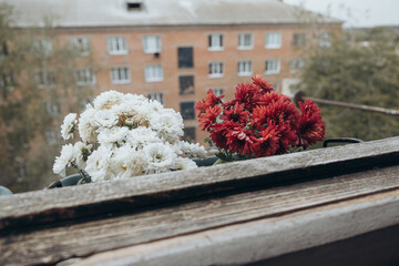 flowers in the city soviet window view