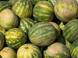 green watermelons at the agricultural fair