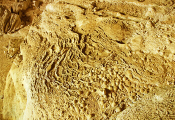 stone wall texture. cave. fossils