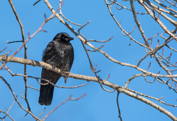 Raven in Winter