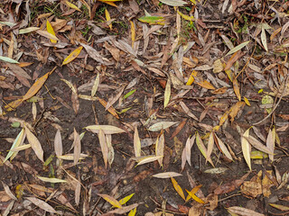 On the ground, the word 