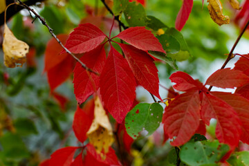 Fototapeta premium Red autumn leaves on the branches of red and Burgundy. Beautiful time of year in October. Autumn blurry background. Carved leaves close up in the fresh air