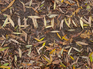 On the ground, the word "autumn" is made of twigs and dried leaves.