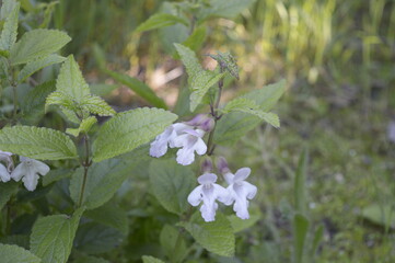 Closeup melittis melissophyllum known as bastard balm with blurred background in garden