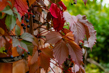 Fototapeta premium Red autumn leaves on the branches of red and Burgundy. Beautiful time of year in October. Autumn blurry background. Carved leaves close up in the fresh air