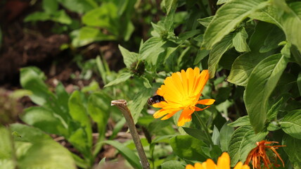 bee on flower