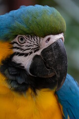 blue and yellow macaw