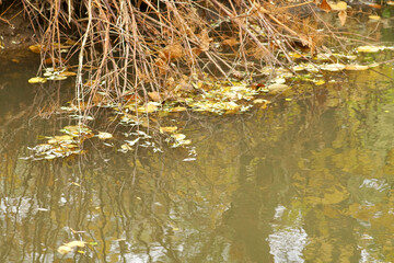 Herbstliches Motiv bei gutem Wetter