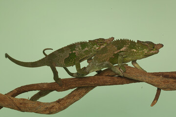 Naklejka premium Two young Fischer's chameleons (Kinyongia fischeri) are sunbathing on dry wood.
