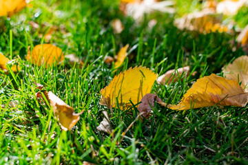 A green area with a natural grass lawn, strewn with yellow autumn leaves falling from trees in the sunlight. Beautiful time of year, autumn and October