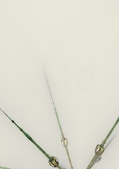 Bizarre Background 259