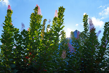 Fototapety na wymiar - Fototapeta24.pl