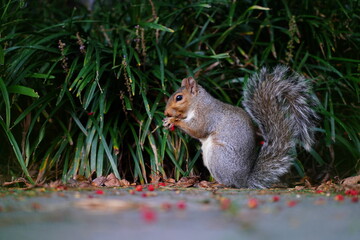 Naklejka na ściany i meble A furry Eastern gray squirrel (sciurus carolinensis) eating red berries in the fall