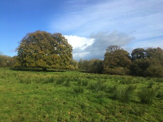 Giant Beech tree standing alone in sunlit meadow. Late autumn