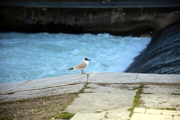 Little seagull posing on the river bank with rapids