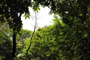Fototapeta premium Charming green scenery at Dhanmondi lake in Dhaka