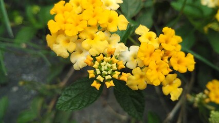 flowers in the forest