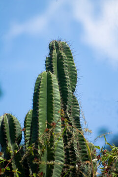 Cactus closeup image