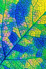 A leaf of a tree close up. Vivid vertical background or wallpaper about autumn. Mosaic blue, green and yellow pattern of network of veins and plant cells. Unusual backdrop with inverted colors. Macro