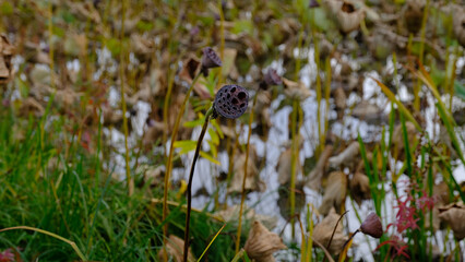 
Lotus seeds. Blurred background for web design