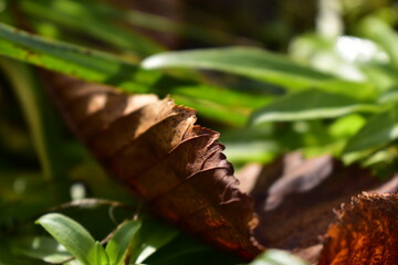 fallen chestnut leaf in the garden