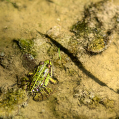 Grenouille verte dans la Dombes, France