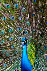 Naklejka na ściany i meble peacock with feathers out