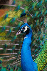 Fototapeta premium peacock with feathers