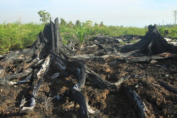 
The Rawa Tripa peat forest, Aceh as a natural fortress, played an important role in reducing water from the tsunami disaster.