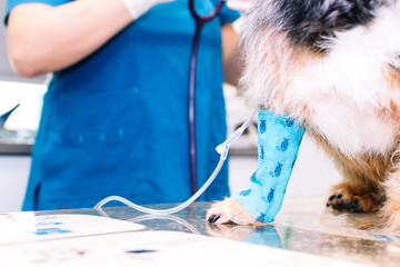 Veterinary putting a tube with a serum to a small dog in the paw.