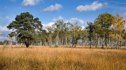 Naturschutzgebiet Duvenstedter Brook bei Hamburg