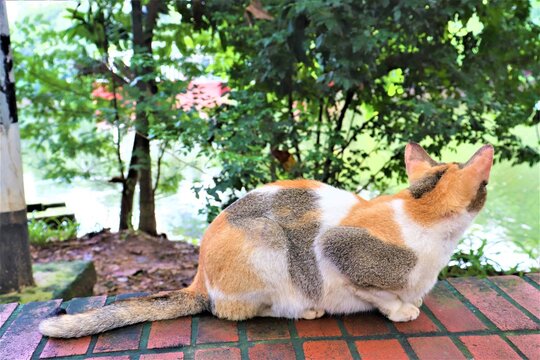 Big And Nice Cat At Dhanmondi Lake In Dhaka