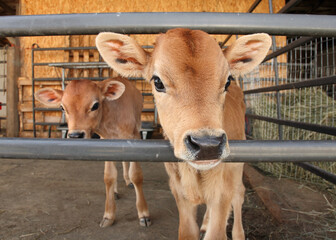 two identical jersey calves in enclosed pen