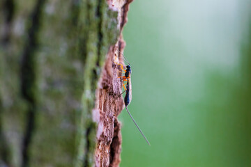 Owad Kruszel czarny Xeris spectrum, ciekawy owad z długim ogonem na korze drzewa © PeterG