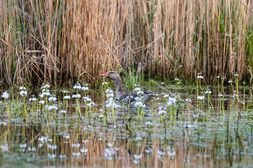 Gęś gęgawa Anser anser pływa po wodzie © PeterG