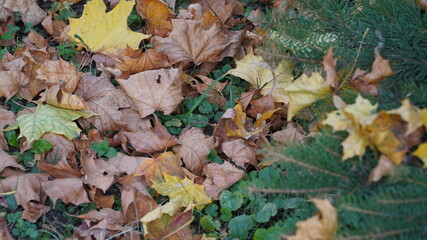 Gold autumn. Leaves on the ground.