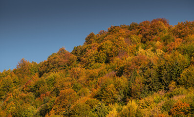 Fototapeta premium Autumn fall forest colors - background texture with amazing details of this season