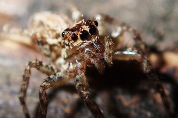 Jumping spider ready to pounce