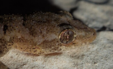 Geckos head and eye