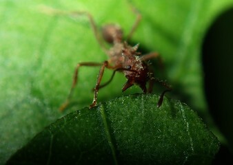 Leaf cutting ant