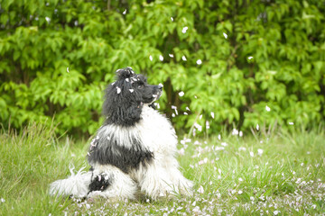 Naklejka premium Portrait of black poodle in pink leaves of flowers. He loves doing model for photographers.
