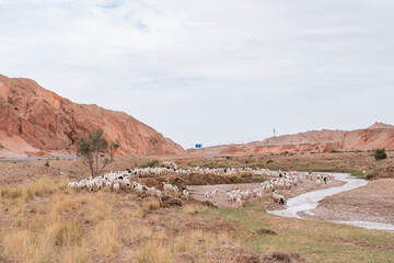 sheep and river in desert