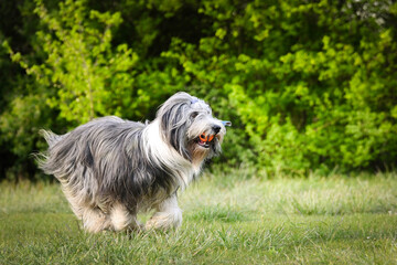 Bearded collie is running in dandelions. He is so patient dog.
