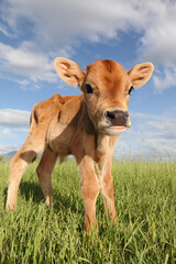 pretty little jersey calf standing in grassy field - obrazy, fototapety, plakaty