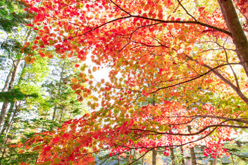 北海道秋の風景　オンネトーの紅葉