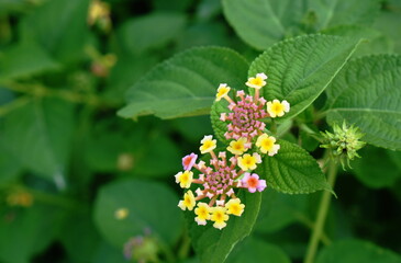 Lantana colorful tropicl flower blooming in garden